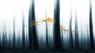 Tåkete skogens glød av Lars van de Goor †