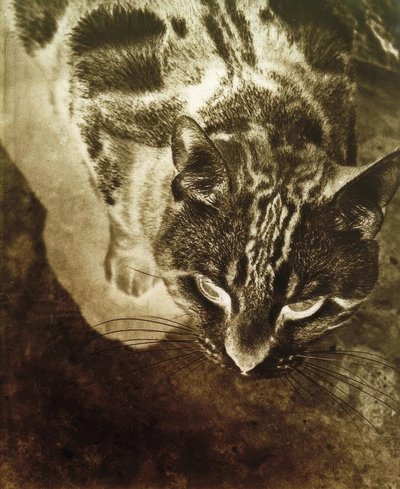 Katt (negativ utskrift) av Laszlo Moholy Nagy