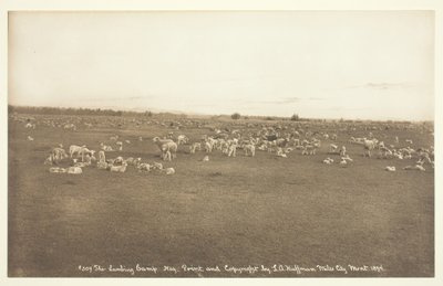 Lammeleiren, 1894. av Laton Alton Huffman