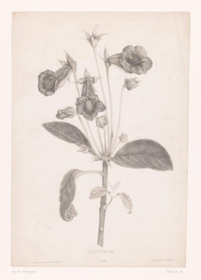 Gloxinia Gloyinia (tittel på objekt) av Laure Devéria