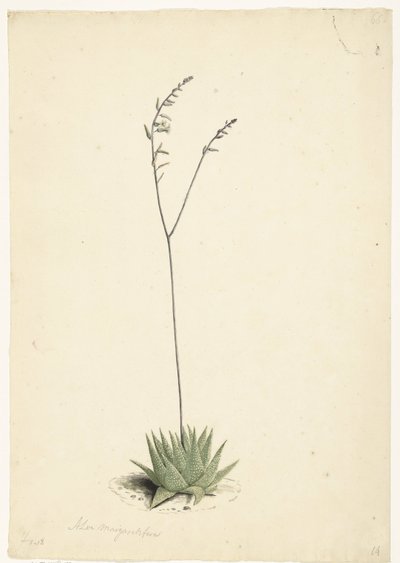 Blomstrende aloe av Laurens Vincentsz. van der Vinne