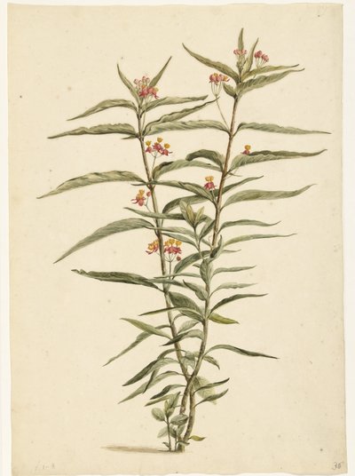 Blomstrende johannesurt (Asclepias curassavica) av Laurens Vincentsz. van der Vinne