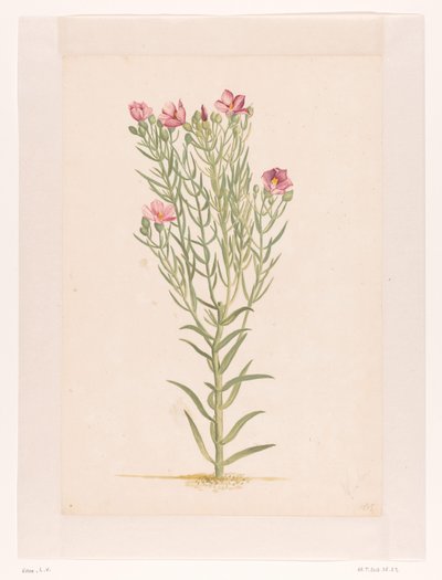 Plante med rosa blomster (tittel på objekt) av Laurens Vincentsz. van der Vinne
