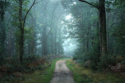 Mellom grener, 2023 (bilde) av Lee Cooper