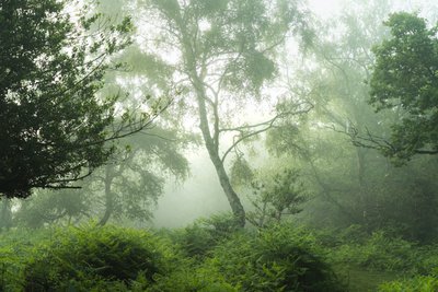 Ekko i grønt, 2024 (bilde) av Lee Cooper