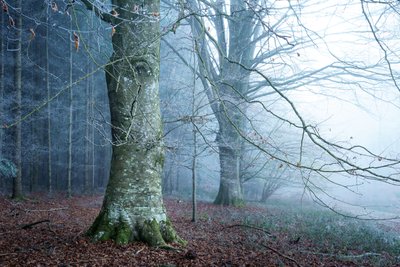 Mosslys, 2023 (bilde) av Lee Cooper