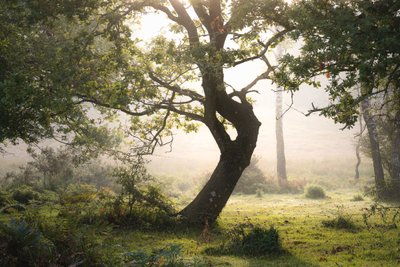 Regnrot, 2023 (bilde) av Lee Cooper