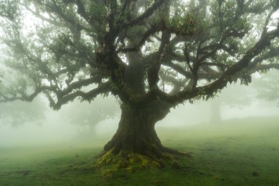 Skogens fortellinger, 2025 (bilde) av Lee Cooper