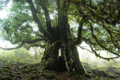 Skogen forblir III, 2023 (bilde) av Lee Cooper