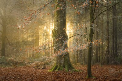 Hulingen, 2023 (bilde) av Lee Cooper