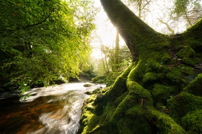 Twilight Grove, 2024 (bilde) av Lee Cooper