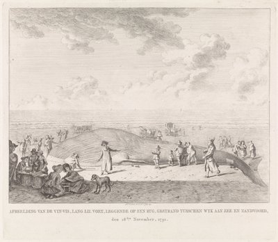 Finnhval skylt opp på stranden ved Zandvoort Bilde av Vin-Vis (...) strandet mellom Wyk aan Zee og Zandvoord, 18. november 1791 (tittel på objekt) av Leendert Overbeek