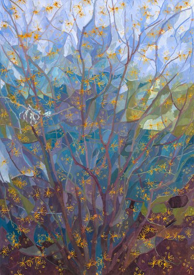 Witch Hazel in Flower, 2015 av Leigh Glover