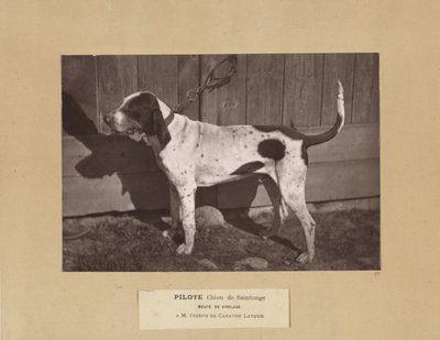 Pilot, Dog of Saintonge, Pack of Virelade, AM Joseph de Carayon Latour av Leon Cremiere