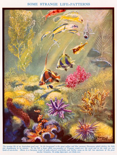 Australsk korallrev (fargelitografi) av Leonard Robert Brightwell