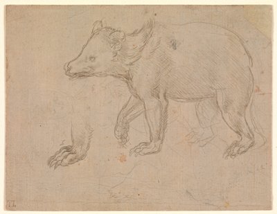 En bjørn på tur av Leonardo da Vinci
