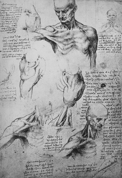 Anatomiske tegninger av en manns nakke og skuldre, c1480 1945 av Leonardo da Vinci