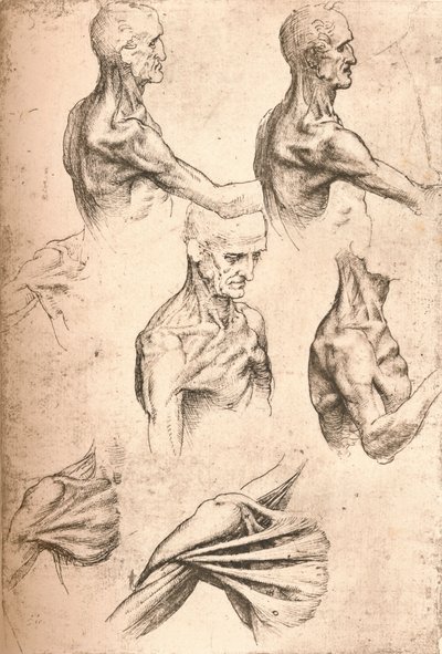 Anatomisk tegning, c1472-c1519 1883 av Leonardo da Vinci