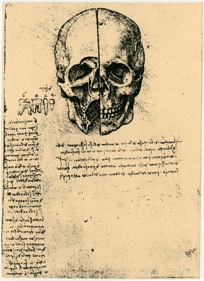 Anatomisk skisse av en menneskeskalle, c1472-1519 av Leonardo da Vinci
