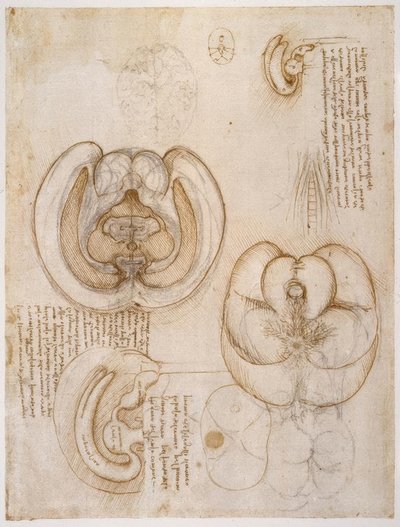 Anatomiestudien av Leonardo da Vinci