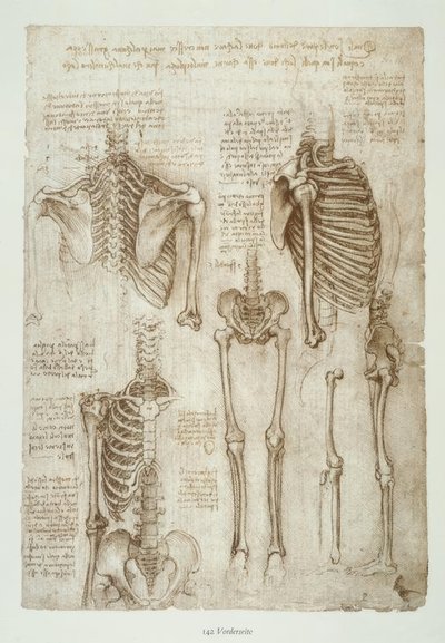 Anatomiestudien av Leonardo da Vinci