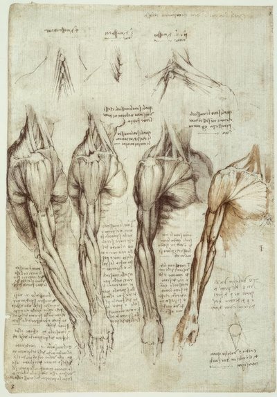 Anatomiestudien av Leonardo da Vinci