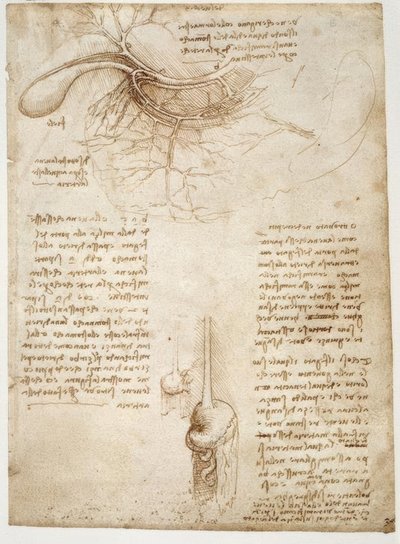 Anatomiestudien av Leonardo da Vinci