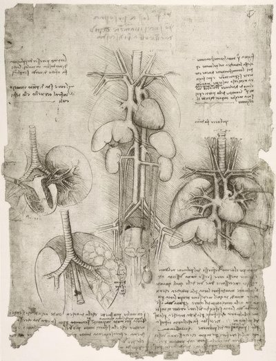Anatomiestudien av Leonardo da Vinci