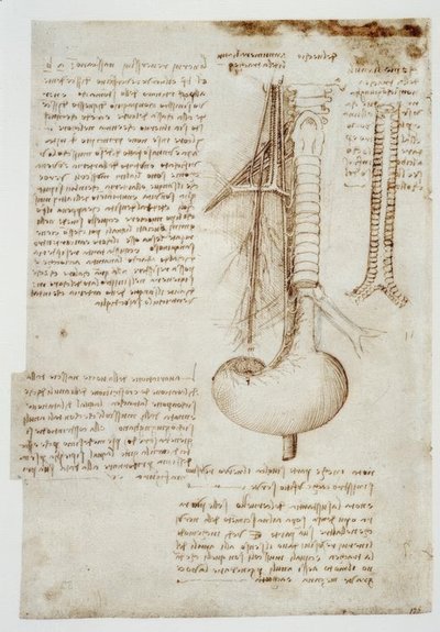 Anatomiestudien av Leonardo da Vinci