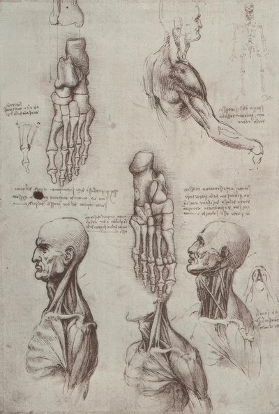 Anatomiestudien av Leonardo da Vinci