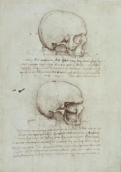 Anatomiestudien av Leonardo da Vinci