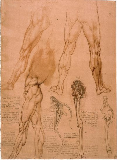 Anatomiestudien: Beinmuskulatur av Leonardo da Vinci