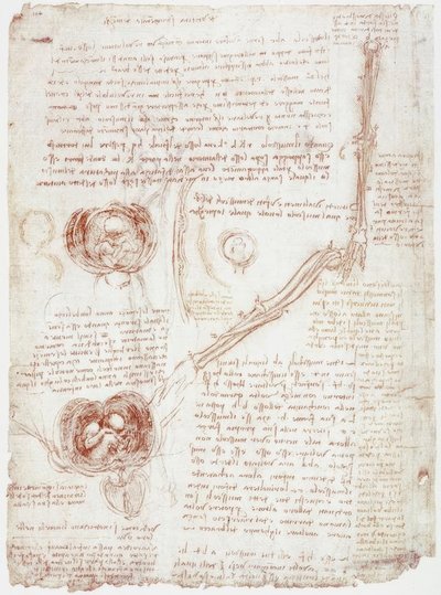 Anatomistudier: Bevegelse av albueleddet/fosteret i livmoren av Leonardo da Vinci