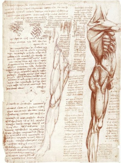 Anatomistudier: Musklene i stammen og bena av Leonardo da Vinci