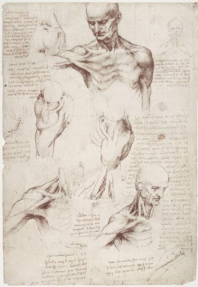 Anatomistudier: overflatemusklene i nakke og skulder av Leonardo da Vinci