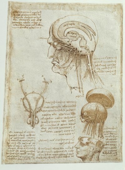 Anatomistudier: hjerne, ventrikler og kranienerver / mannlig av Leonardo da Vinci