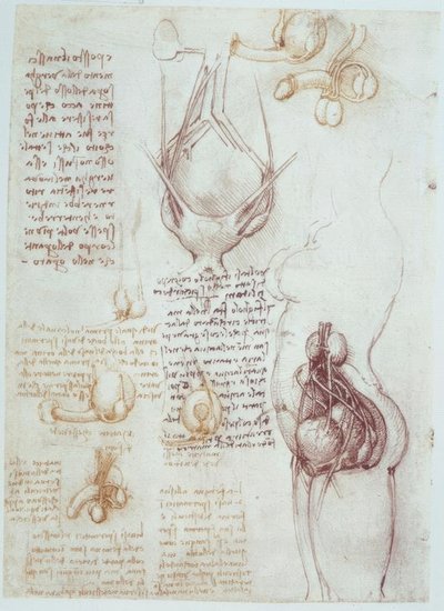 Anatomistudier: Sammenlignende representasjoner av mannlige og kvinnelige kjønnsorganer av Leonardo da Vinci