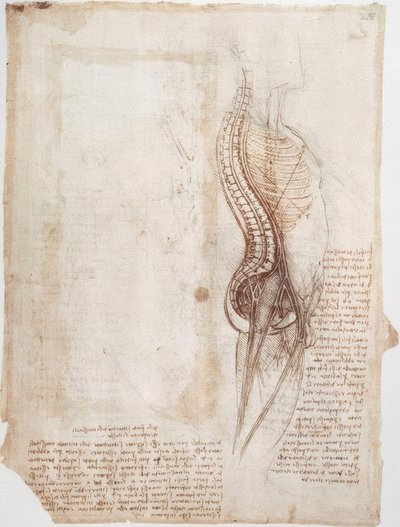 Anatomistudier: Ryggraden ... av Leonardo da Vinci