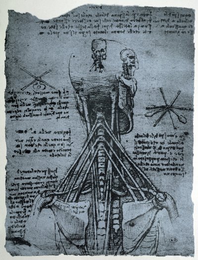 Benstruktur av den menneskelige nakke og skulder, faksimilekopi av Leonardo da Vinci