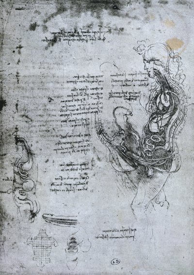 Coition of Hemisected Man and Woman, faksimilekopi av Leonardo da Vinci