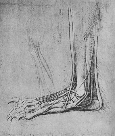 Disseksjon av en bjørnefot til venstre, c1480 1945 av Leonardo da Vinci