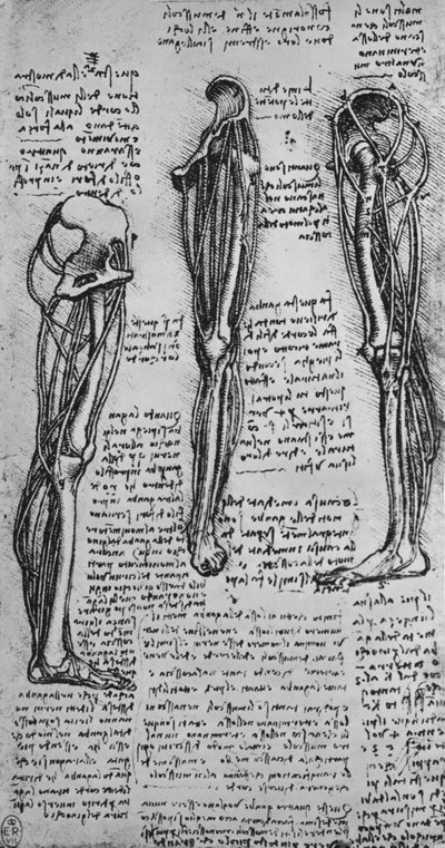Tegninger av et venstre ben som viser bein og sener, c1480 1945 av Leonardo da Vinci
