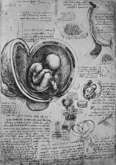 Tegninger av et embryo i livmoren, c1480 1945 av Leonardo da Vinci