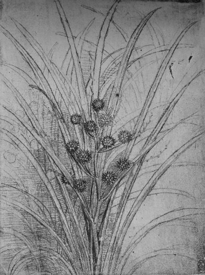 Flower Rushes, c1480 1945 av Leonardo da Vinci