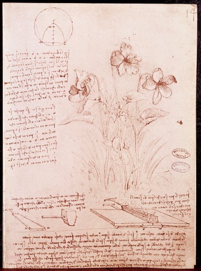 Notater og skisser av botanikk og geometri: narcissus. Tegning på dobbeltside av manuskript av Leonardo da Vinci (Leonardo da Vinci) (1452-1519) av Leonardo da Vinci