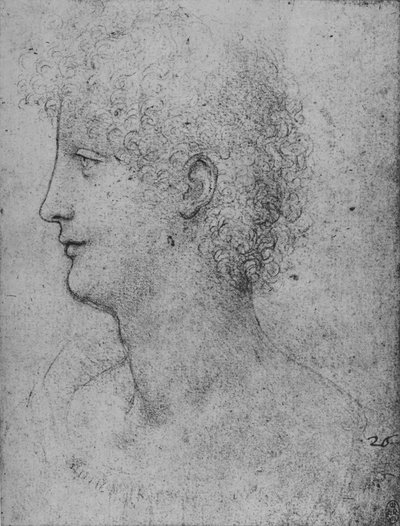 Profil til venstre for en krøllete ungdom, c1480 1945 av Leonardo da Vinci