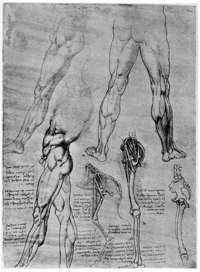 Studier i komparativ anatomi, 1506-1507 1954 av Leonardo da Vinci