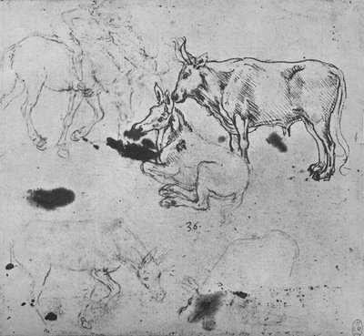 Studier av esler og en okse, c1480 1945 av Leonardo da Vinci