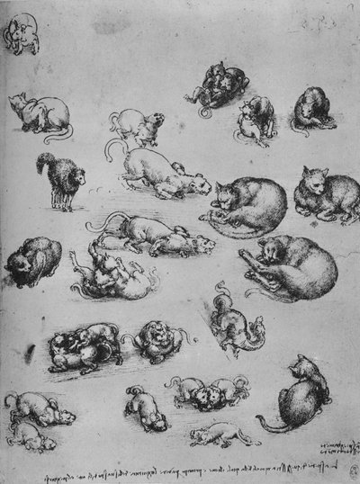Studier av katter og en drage, c1480 1945 av Leonardo da Vinci