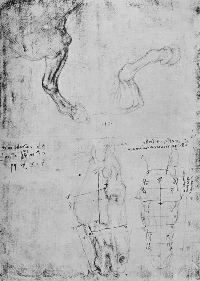 Studier av hesters forbein og målte tegninger av hestehoder, c1480 1945 av Leonardo da Vinci